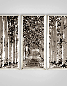 Avenue of Trees